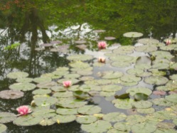 Impressionen aus Monets Garten in Giverny © starkandart.com